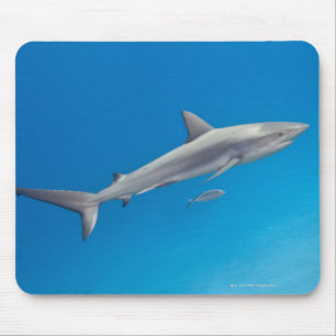 Unterwasserleben: Carcharhinus perezi Schwimmen Mousepad