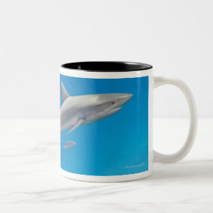 Unterwasserleben: Carcharhinus perezi Schwimmen Zweifarbige Tasse