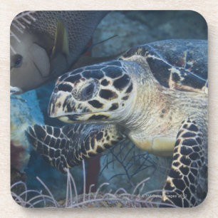 Unterwasserleben: Eine Hawksbill Meeresschildkröt Untersetzer