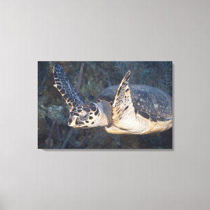 Unterwasserleben: Eine Hawksbill Meeresschildkröte Leinwanddruck
