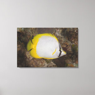 Unterwasserleben, FISCH: Buntes Spotfin Leinwanddruck