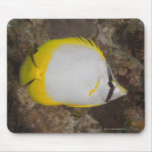 Unterwasserleben, FISCH: Buntes Spotfin Mousepad