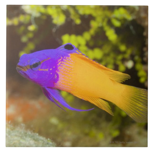 Unterwasserleben, FISCH:  ein bunter feenhafter Fliese (Vorderseite)