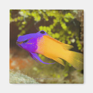 Unterwasserleben, FISCH: ein bunter feenhafter Magnet