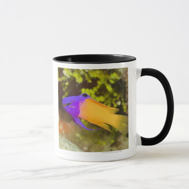 Unterwasserleben, FISCH:  ein bunter feenhafter Tasse (Rechts)