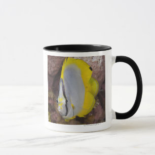 Unterwasserleben, FISCH: Ein buntes tropisches Tasse