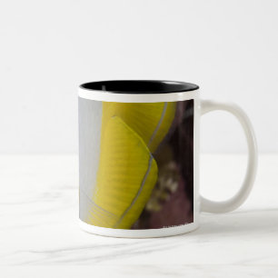 Unterwasserleben, FISCH:  Ein buntes tropisches Zweifarbige Tasse