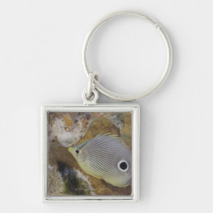 Unterwasserleben, FISCH: Ein Foureye Butterflyfish Schlüsselanhänger