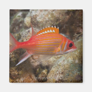 Unterwasserleben, FISCH: ein Longjaw Squirrelfish Magnet