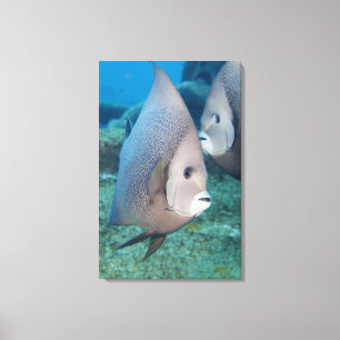 Unterwasserleben, FISCH:  ein Paar des grauen Leinwanddruck