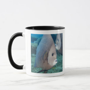 Unterwasserleben, FISCH:  ein Paar des grauen Tasse