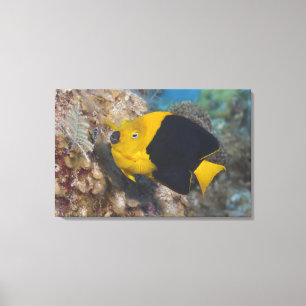 Unterwasserleben, FISCH:  Eine bunte Leinwanddruck