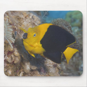 Unterwasserleben, FISCH: Eine bunte Mousepad