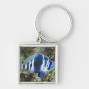 Unterwasserleben, FISCH: Indigo Hamlet Schlüsselanhänger