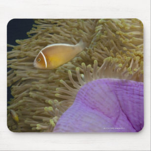 Unterwasserleben; FISCHE: Clownfish (Rosa Mousepad