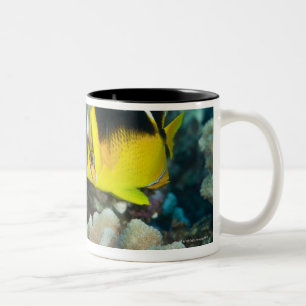 Unterwasserleben; FISCHE:  Ein Paar von Fourspot Zweifarbige Tasse
