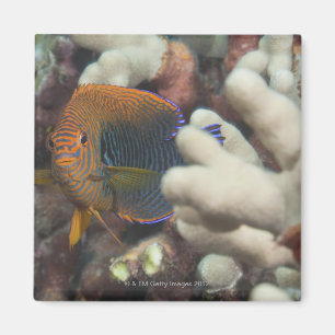 Unterwasserleben; FISCHE: Ein Porträt eines Magnet