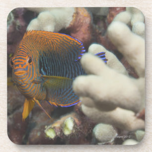 Unterwasserleben; FISCHE: Ein Porträt eines Untersetzer