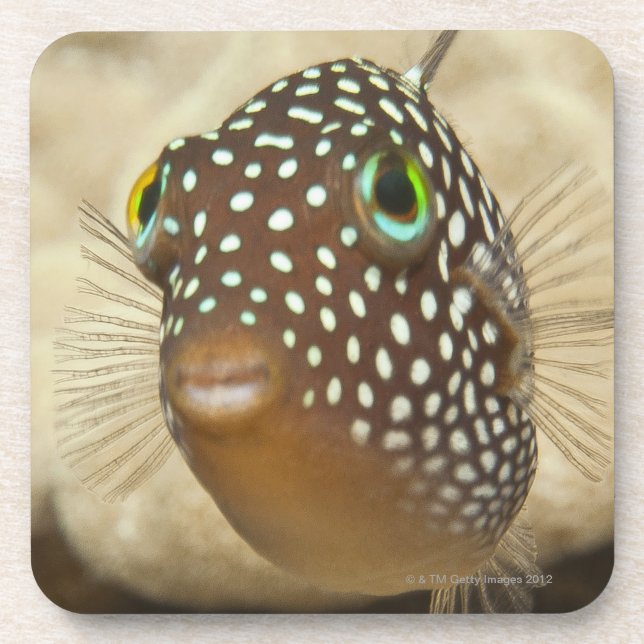 Unterwasserleben; FISCHE:  Nahaufnahmeporträt von Getränkeuntersetzer (Vorderseite)
