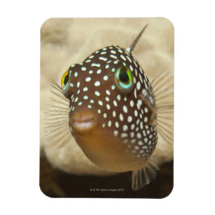 Unterwasserleben; FISCHE:  Nahaufnahmeporträt von Magnet