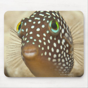 Unterwasserleben; FISCHE:  Nahaufnahmeporträt von Mousepad