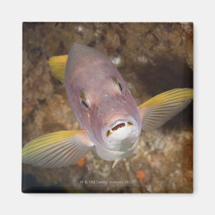 Unterwasserleben; FISCHE:  Nahes hohes Porträt vo Magnet