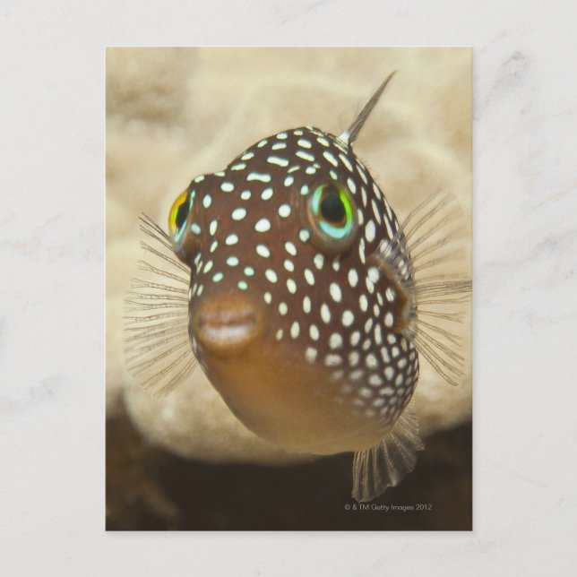 Unterwasserleben; FISH: Nahes Porträt eines Postkarte (Vorderseite)