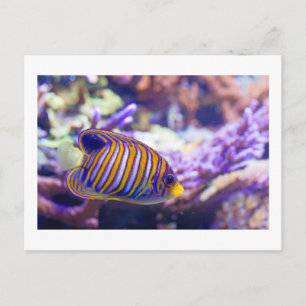 Unterwassersee Schmetterling Gelbe Fische Postkarte
