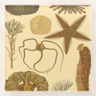 Unterwasserseegeschöpfe Glasuntersetzer