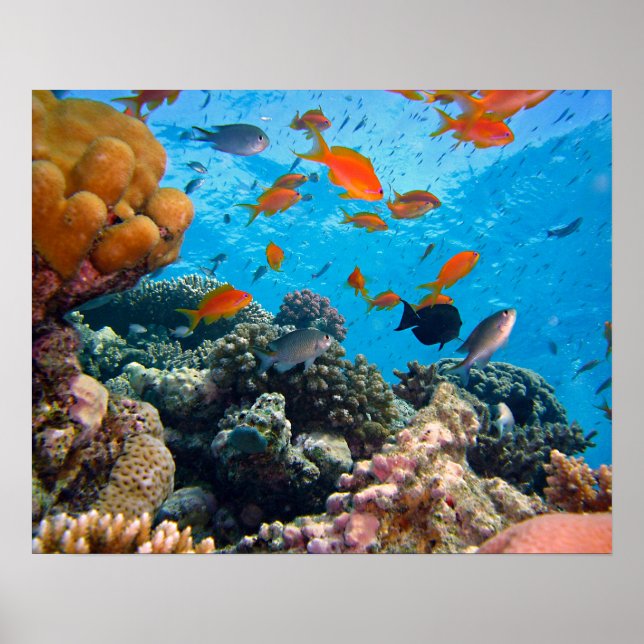 Unterwasserszene Poster (Vorne)