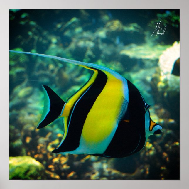 Unterzeichneter Fliegenfisch Poster (Vorne)