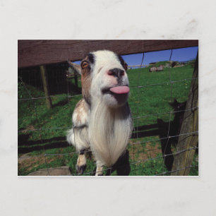 Unverschämte Ziegen-Postkarte Postkarte