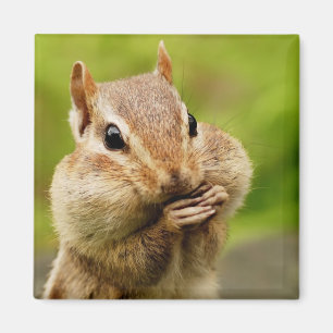 Unverschämter Chipmunk-Magnet Magnet