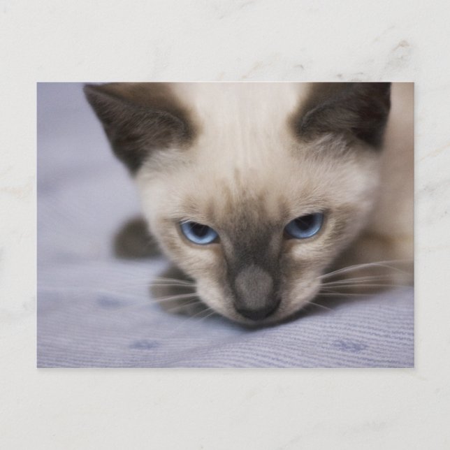 Unwiderstehlich blaue Postkarte (Vorderseite)