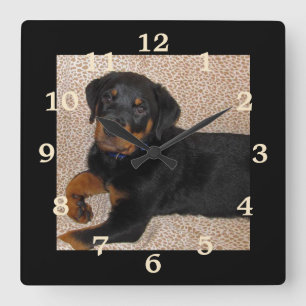 Unwiderstehliche Rottweiler-Welpenhalle Quadratische Wanduhr
