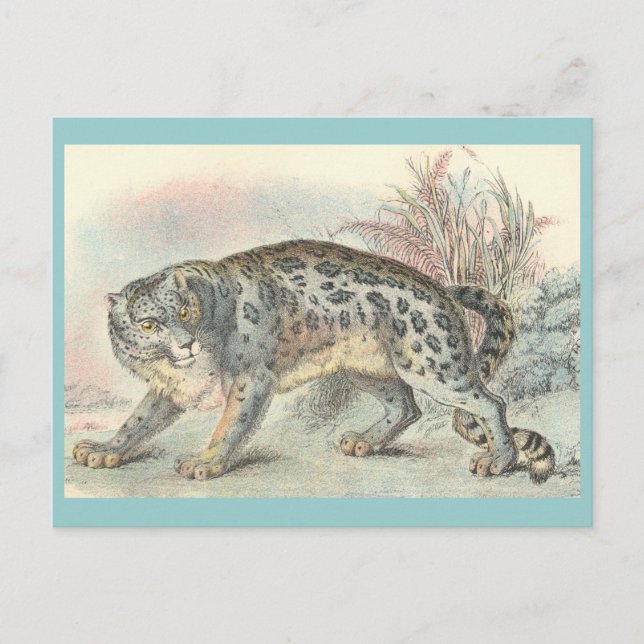 Unze (Schneeleopard) Postkarte (Vorderseite)