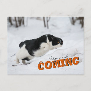 Up and Coming CC0685 Cat Postcard Postkarte