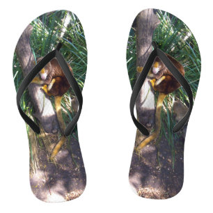 "Up in Trees: An Australian Tree Kangaroo Climbs Flip Flops