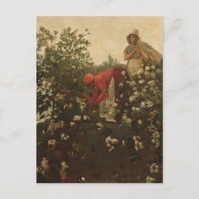 Upland Cotton Postkarte (Vorderseite)