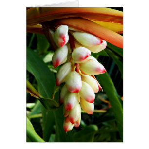 üppige exotische tropische Blume