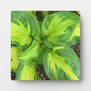 Üppige grüne Hosta-Blätter – moderne Acryl-Kunst Fotoplatte