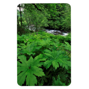 Üppige grüne Waldvegetation Magnet