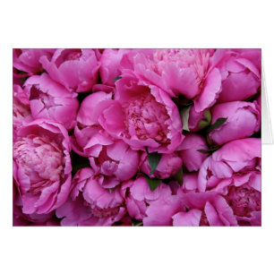 Üppige rosa Pfingstrosen-Blumen