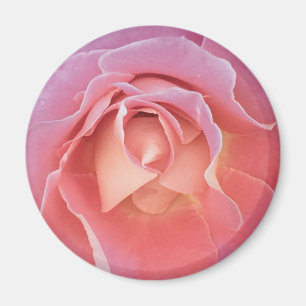 Üppige rosa Rose Magnet