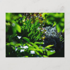Üppiger grüner Garten Postkarte