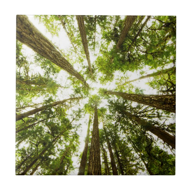 Üppiger grüner Regen-Wald Fliese (Vorderseite)