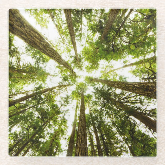 Üppiger grüner Regen-Wald Glasuntersetzer (Vorderseite)
