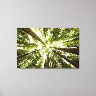 Üppiger grüner Regen-Wald Leinwanddruck