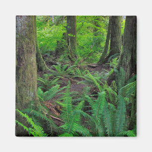 Üppiger grüner Wald Landschaft Magnet