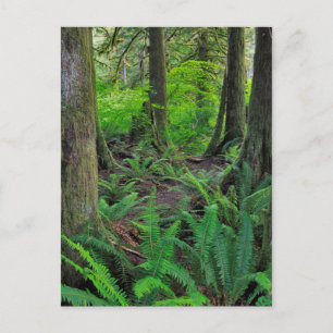 Üppiger grüner Wald Postkarte